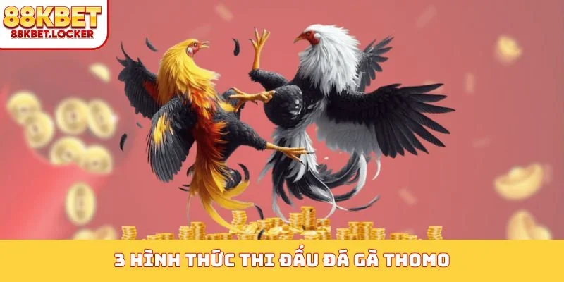 3 hình thức thi đấu đá gà Thomo