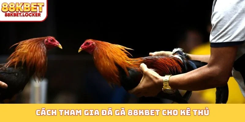 Cách tham gia đá gà 88KBET cho kê thủ