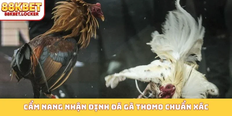 Cẩm nang nhận định đá gà Thomo chuẩn xác
