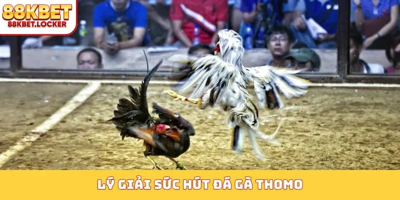 Lý giải sức hút đá gà Thomo